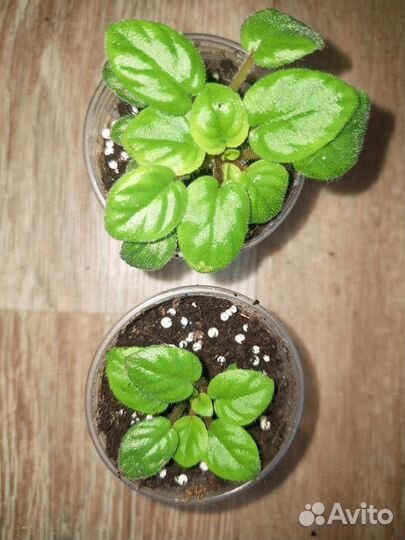 Фиалка Flashy Trail