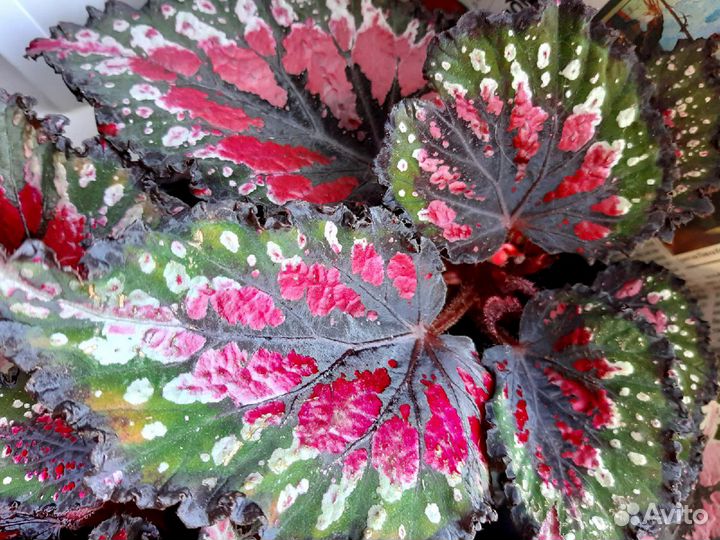 Королевская Бегония