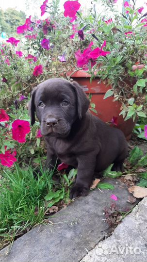 Лабрадор ретривер