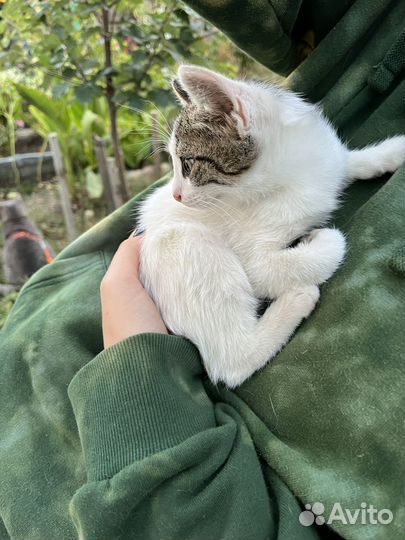 Котята ищут дом