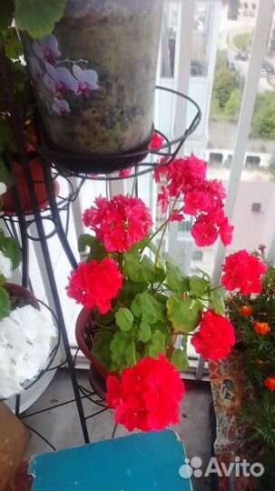 Пеларгония герань