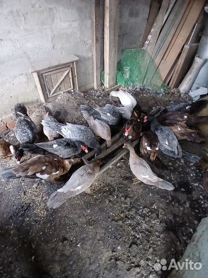 Мускусные утки