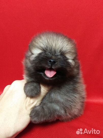 Щенки шпица мини