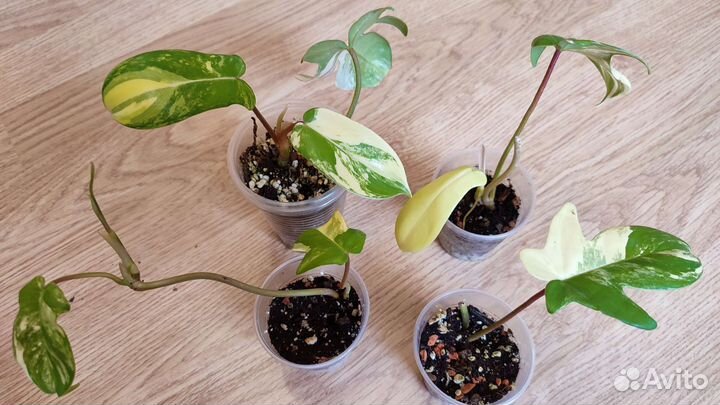 Филодендрон сциндапсус