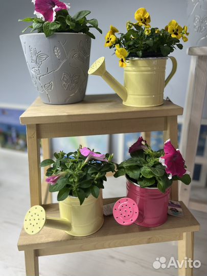 Цветы живые в кашпо подарок на 8 марта