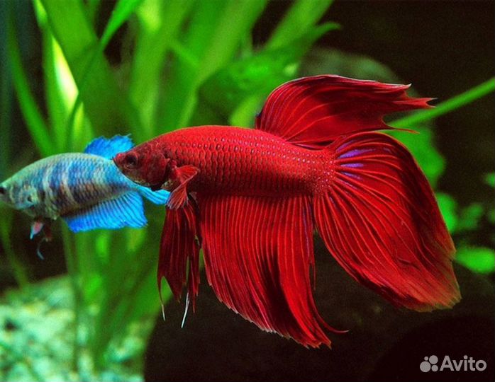 Аквариумные рыбки, растения, корма, крабы креветки