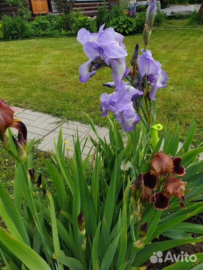 Ирисы бородатые, ароматные