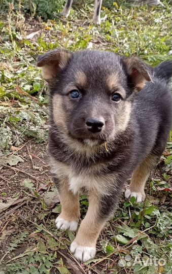 Щенки хаски