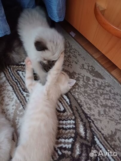 Британские котята
