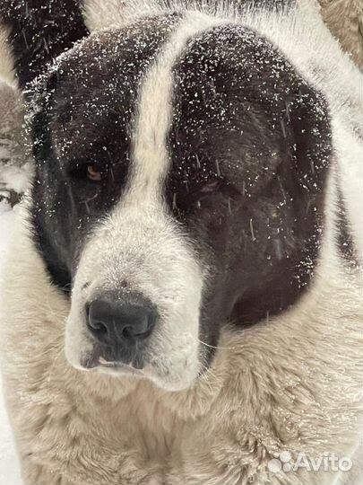 Сао алабай вязка