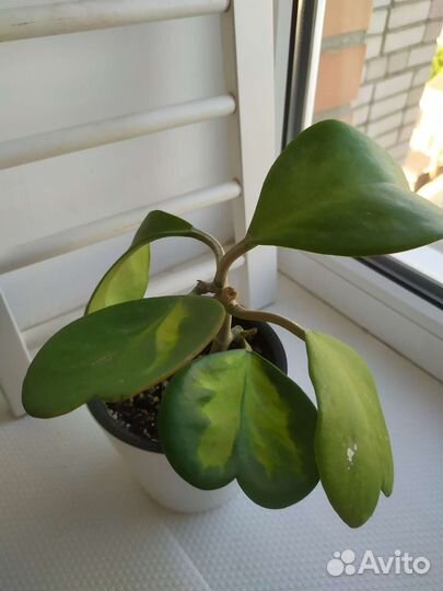 Хойя сортовая