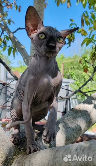 Двэльф long straight