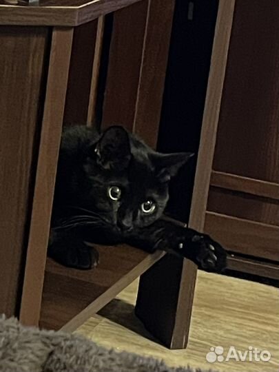 Черный кот в добрые руки