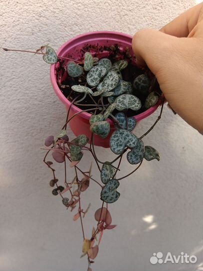 9 видов комнатных растений