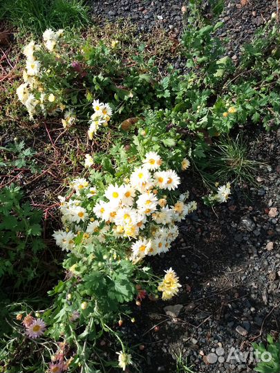 Дубки. Саженцы