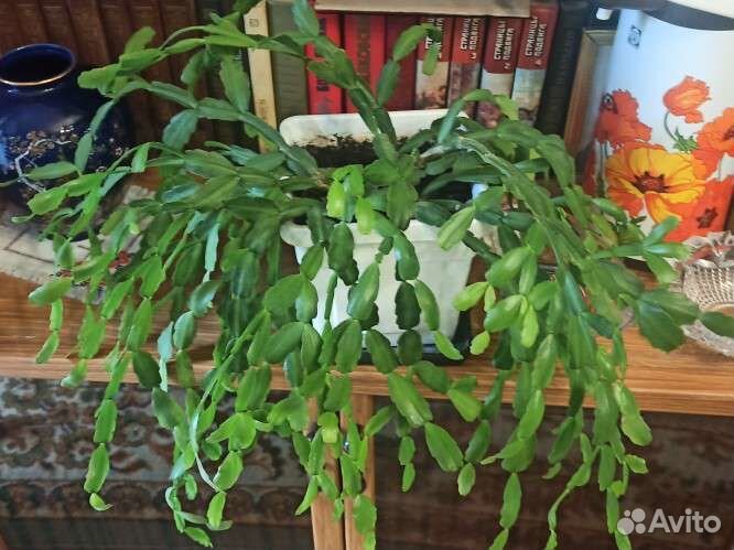 Декабрист шлюмбергера