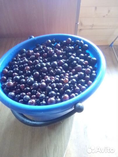 Черная смородина ягода свежая