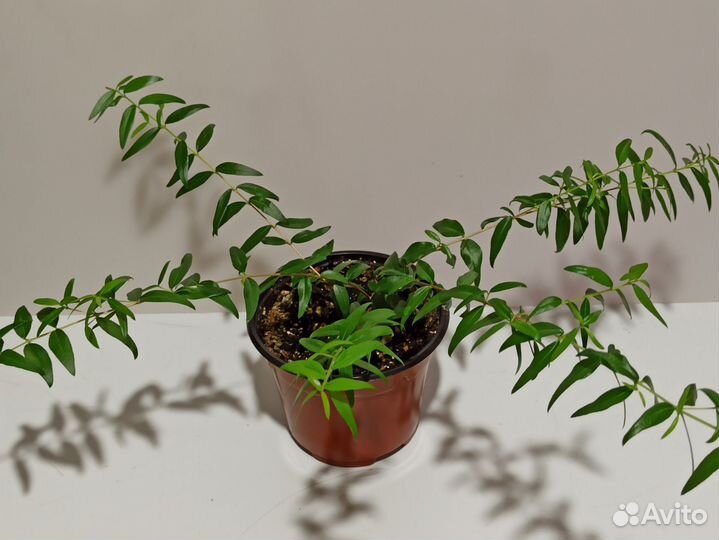 Мирт, мурайя,карисса