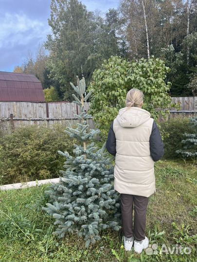 Ель голубая 2 -2,3м в связи с продажей участка