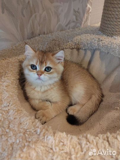 Золотая шиншилла