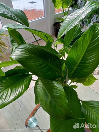 Спатифиллум