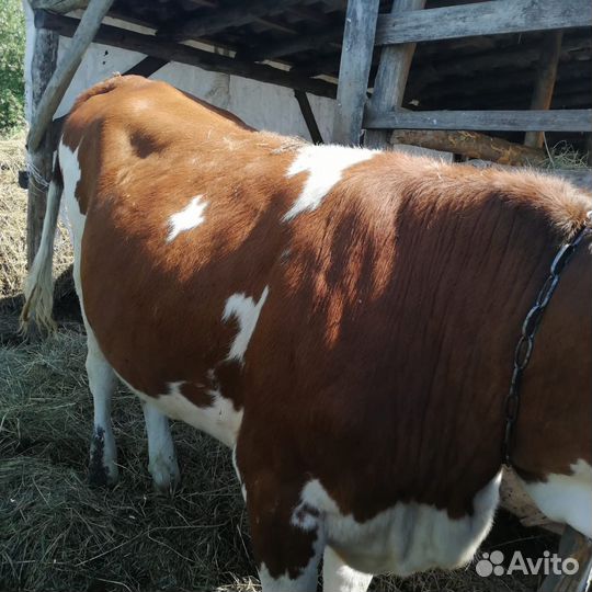 Стельная телка
