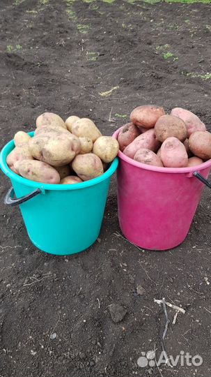 Продам картофель с доставкой