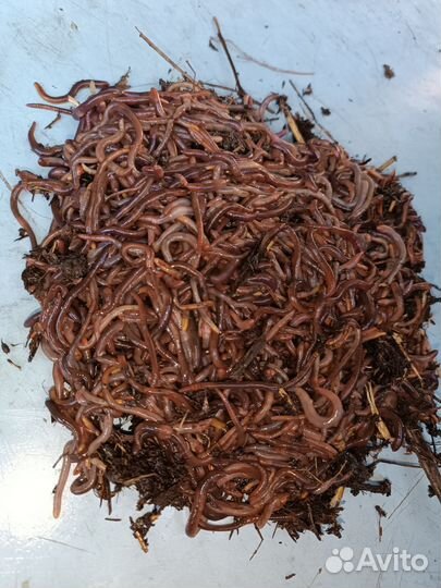 Семьи червя Старателя