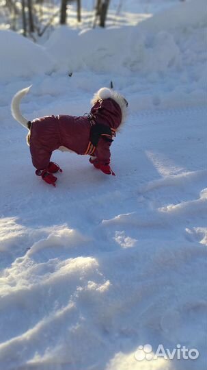 Зимний комбинезон для собаки джек рассел