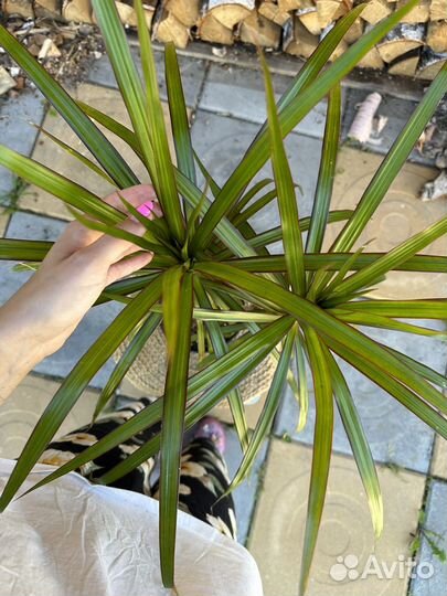 Драцена маргината