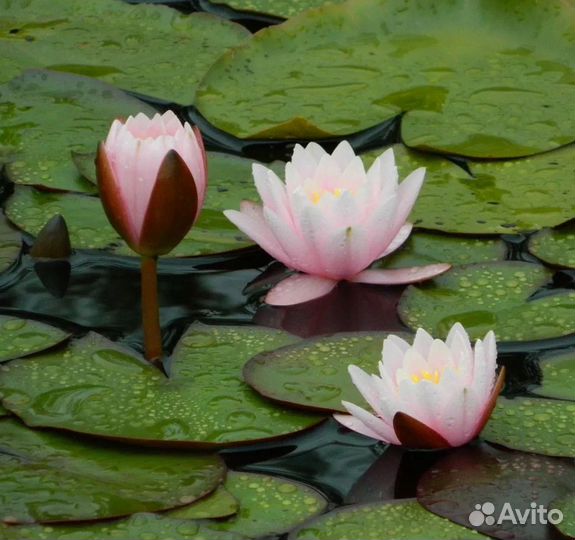 Нимфеи для пруда
