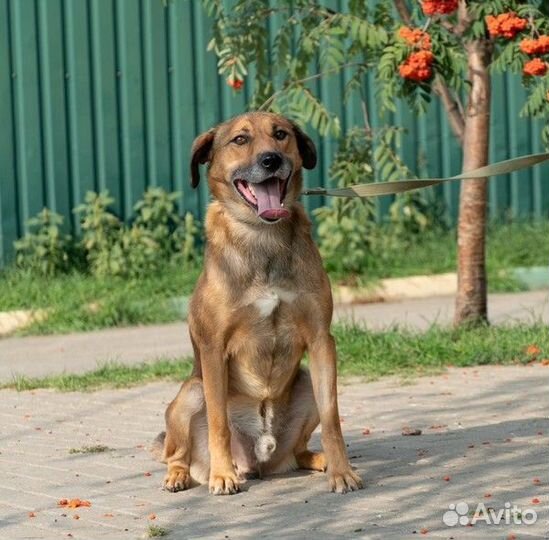 Весёлый, энергичный Рэд в добрые руки