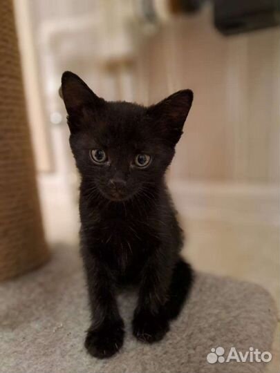 Котята Бомбейской кошки