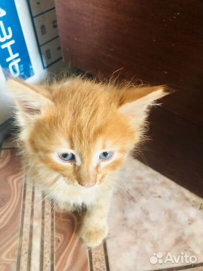 Котенок в добрые руки