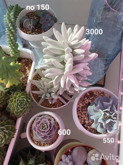 Суккуленты и композиции