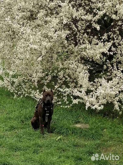 Вязка питбуль