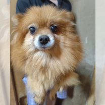 Померанский шпиц, взрослая собака