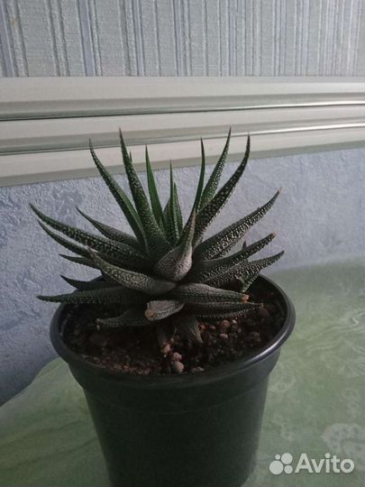 Хавортия жемчужная, саккулент