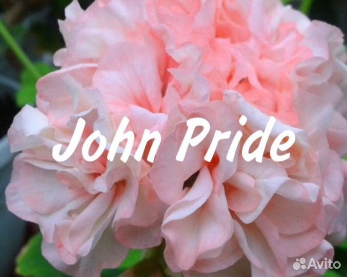 Сортавая Пеларгония герань