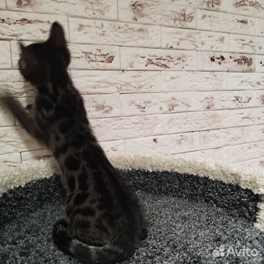 Бенгальская кошка
