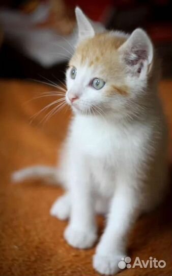 Котенок в добрые руки