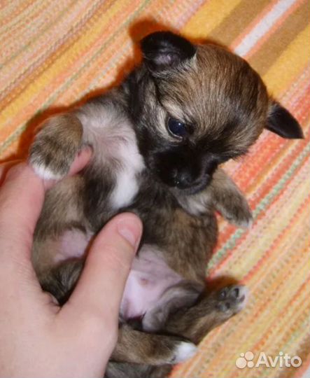 Щенки чихуахуа мини