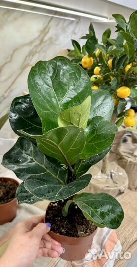 Фикус Лирата домашние растения