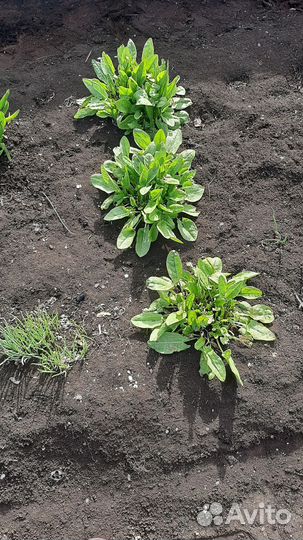 Клубника, лук, щавель