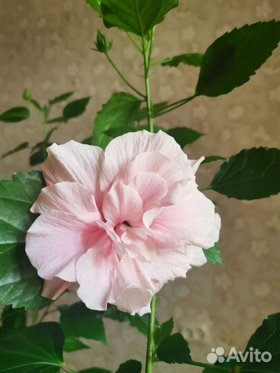 Гибискус китайская роза комнатный