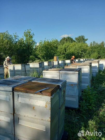 Опыление пчелами