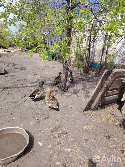 Подсадные утки