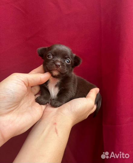 Лучшие мини чихуахуа