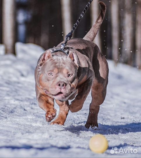 Американский булли вязка