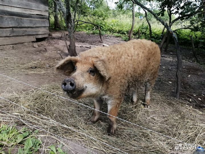 Свиньи взрослые